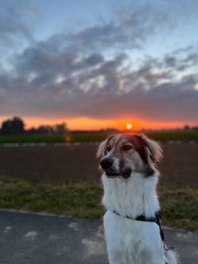 Herdenschutzhunde-Beitrag-Bild