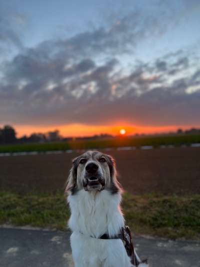 Herdenschutzhunde-Beitrag-Bild