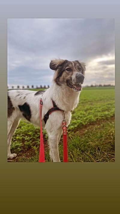 Auslandstierschutz-Beitrag-Bild