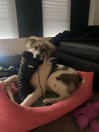 Auslandstierschutz-Beitrag-Bild