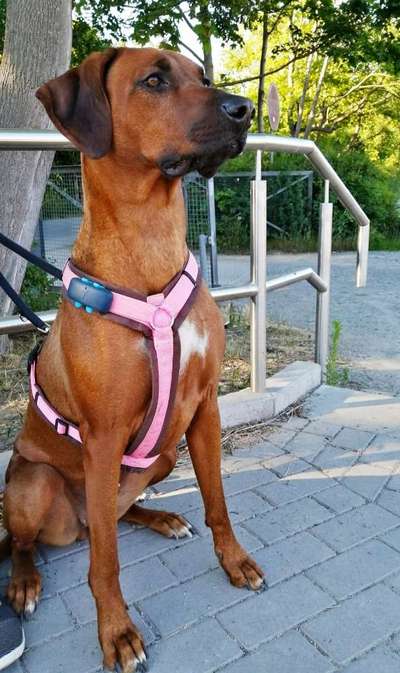 Rhodesian Ridgeback-Beitrag-Bild