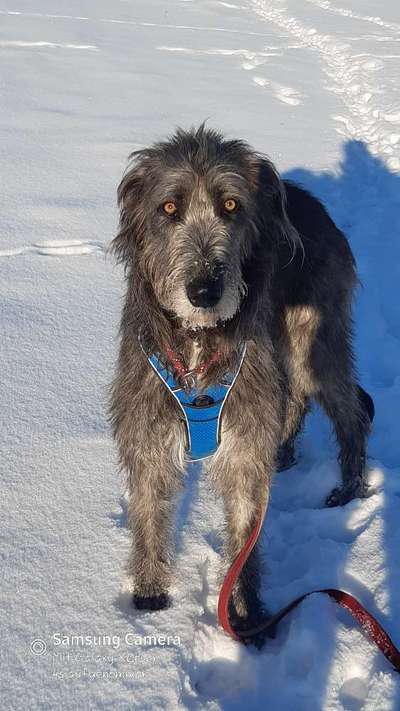 Windhunde - Treffen der besonderen Schönheiten
HERZLICH WILLKOMMEN-Beitrag-Bild
