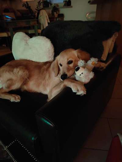 FOTOCHALLENGE 70 - Dein Hund im Auto-Beitrag-Bild