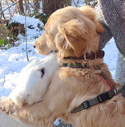 Mischlingshunde Foto Aufruf-Beitrag-Bild