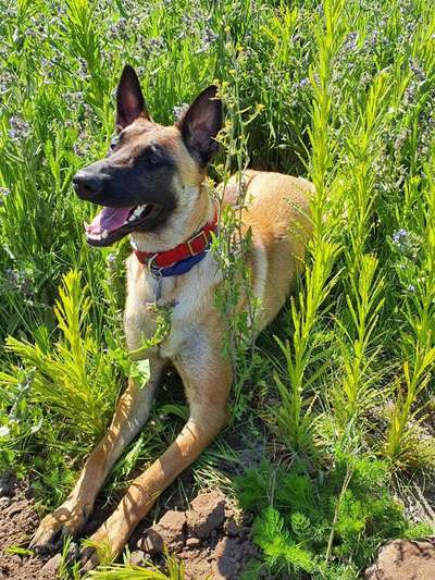 Die Dogorama Monats Challenge "Es grünt und blüht"-Beitrag-Bild