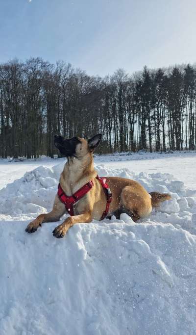 Die Dogorama Kalender Challenge Teil 2/4-Beitrag-Bild