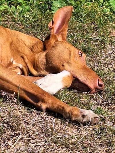 Hundetreffen-Windhunde oder Podenco Treffen-Bild