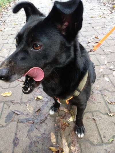 Fotochallenge Nr. 59 - Mein Hund zeigt die Zunge-Beitrag-Bild