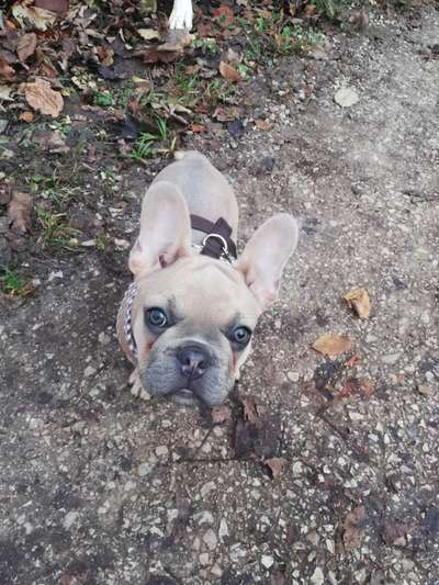 Die Dogorama Wochen Challenge-Beitrag-Bild