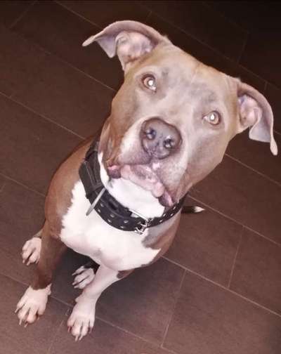 Die Dogorama Wochen Challenge-Beitrag-Bild