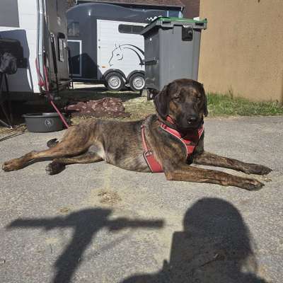 Hundetreffen-Social Walks zum Trainieren-Bild