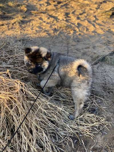 Welpen Bilder !-Beitrag-Bild