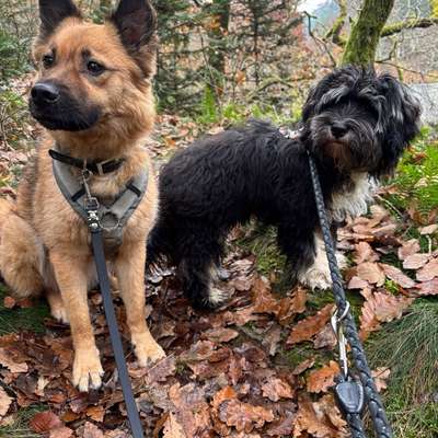 Hundetreffen-Social Walk-Bild