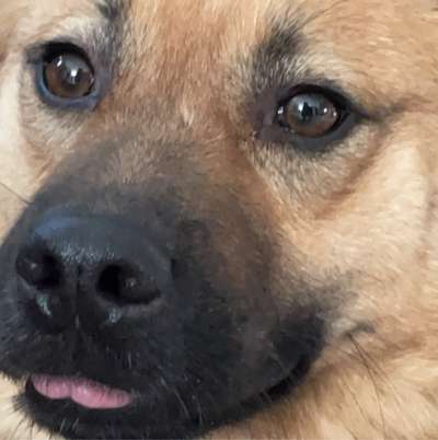 Hundetreffen-Social Walk-Bild