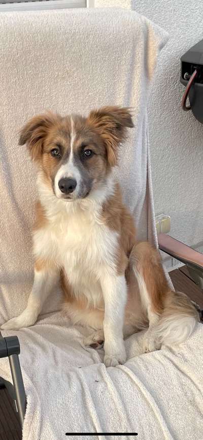 Zeigt mal eure border Collies :)-Beitrag-Bild