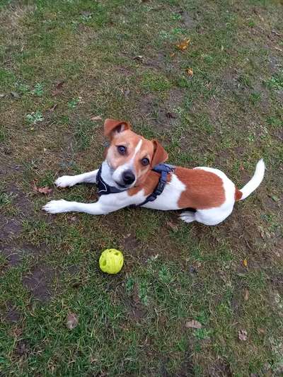 Jack Russel Terrier-Beitrag-Bild