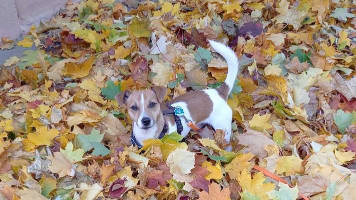 Wo sind die Jack und Parson Russell Terrier?-Beitrag-Bild