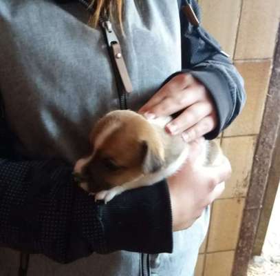 Welpen Bilder !-Beitrag-Bild