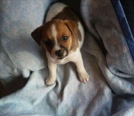 Welpen Bilder !-Beitrag-Bild