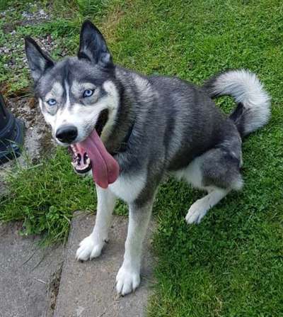 Nordische Hunde-Beitrag-Bild