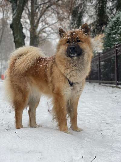 Eurasier hier?-Beitrag-Bild