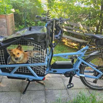 Diebstahlsicherung Hund auf dem Lastenrad-Beitrag-Bild