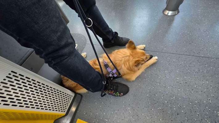 Hundetreffen-gemeinsame Hundezeit-Bild