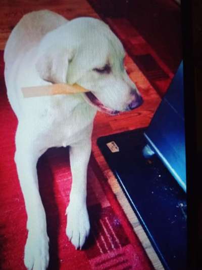 Lustige Bilder-Beitrag-Bild