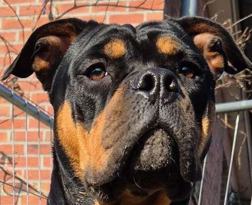 Hundetreffen-Junghunde Marburg Südkreis Gießen Nord-Bild