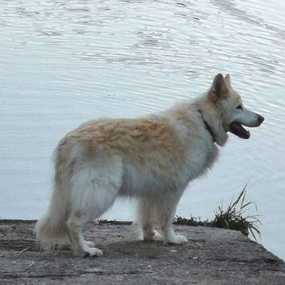 Labradorfans-Beitrag-Bild