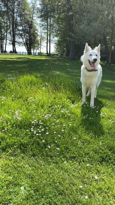 Weißer Schweizer Schäferhund-Beitrag-Bild