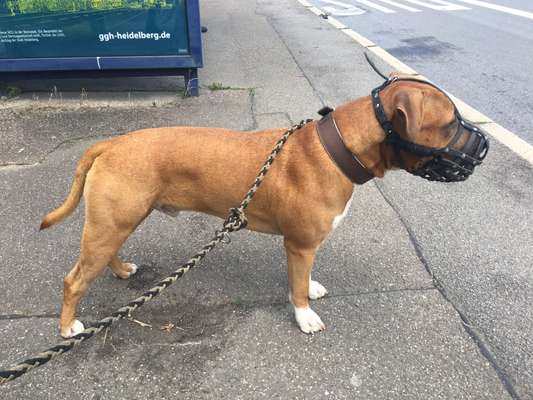 Reinrassige Hunde?-Beitrag-Bild