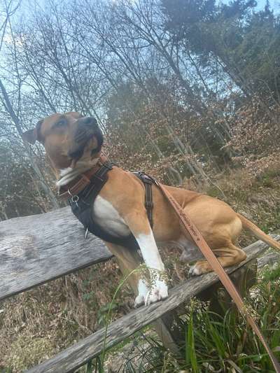 Dogorama Photo Challenge - Bänke-Beitrag-Bild