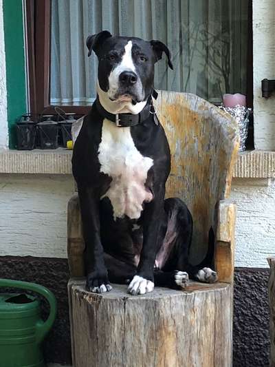 Unsere Fellnasen-Vielfalt im Überblick!-Beitrag-Bild