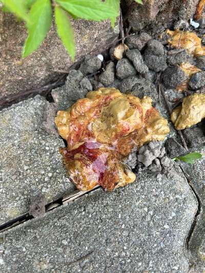 Neustart für den Darm-Beitrag-Bild