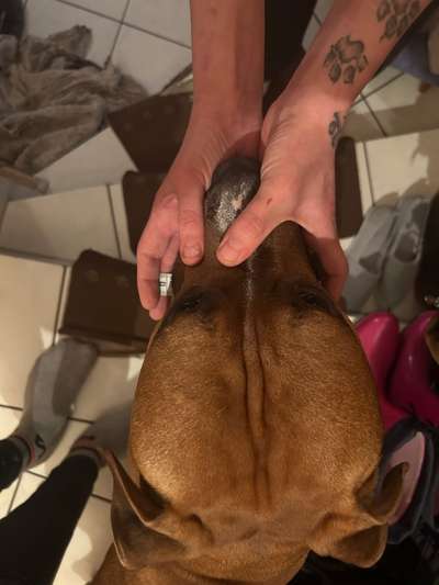 Wie sitzt mein Maulkorb / Maulkorb-Beratung-Beitrag-Bild