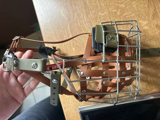 Wie sitzt mein Maulkorb / Maulkorb-Beratung-Beitrag-Bild