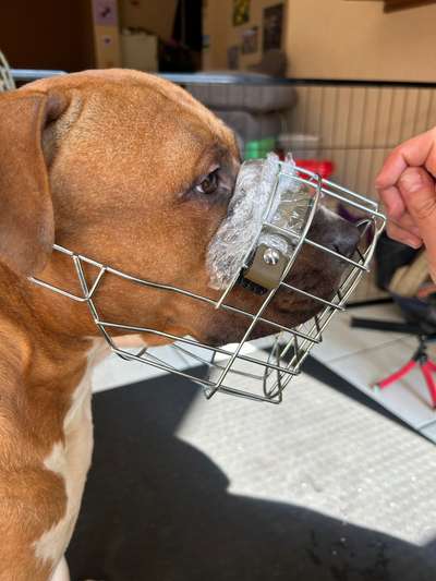 Wie sitzt mein Maulkorb / Maulkorb-Beratung-Beitrag-Bild