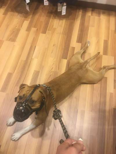 Reinrassige Hunde?-Beitrag-Bild