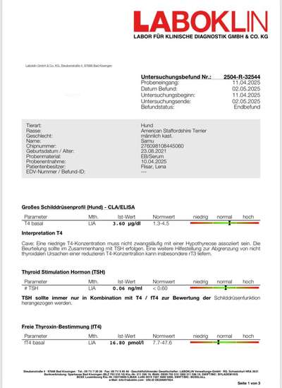 Schilddrüse-Beitrag-Bild