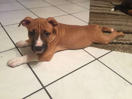 Welpen Bilder !-Beitrag-Bild