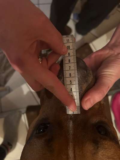 Wie sitzt mein Maulkorb / Maulkorb-Beratung-Beitrag-Bild