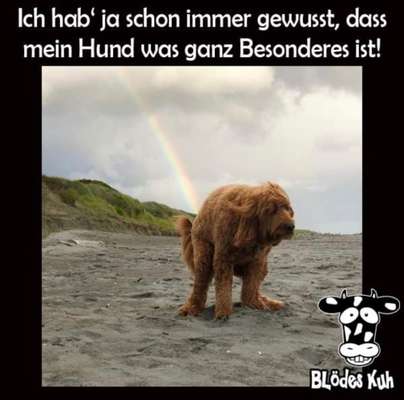 Hunde Memes-Beitrag-Bild