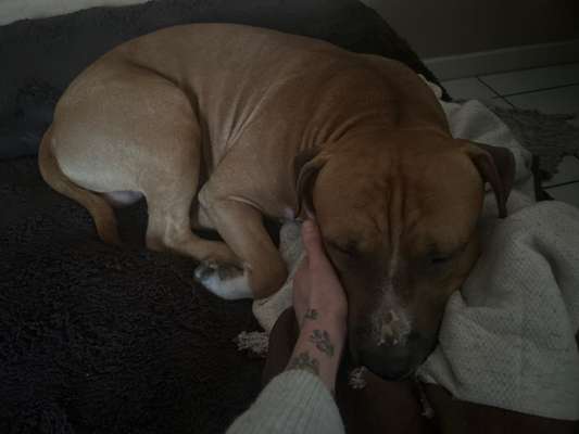 Impulskontrolle Challenge Nr. 5: Lekkerli zurück bringen-Beitrag-Bild