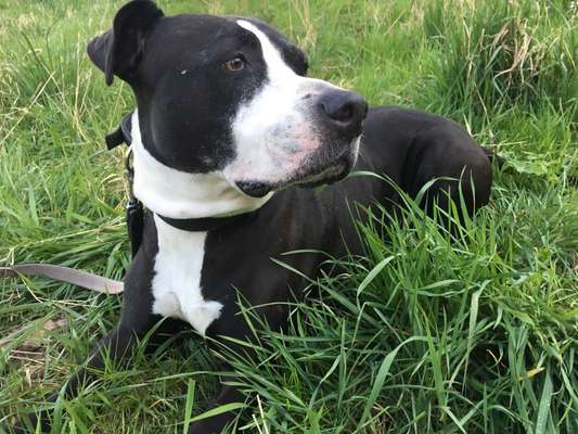 Unsere Fellnasen-Vielfalt im Überblick!-Beitrag-Bild