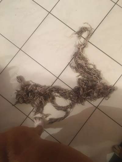 Spielzeug suche-Beitrag-Bild