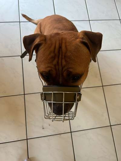 Wie sitzt mein Maulkorb / Maulkorb-Beratung-Beitrag-Bild