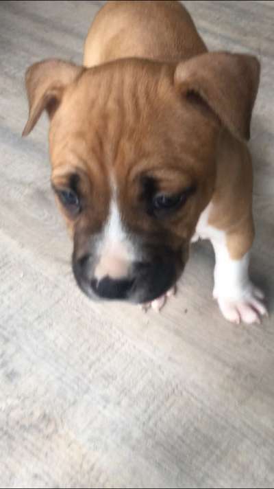 Welpen Bilder !-Beitrag-Bild