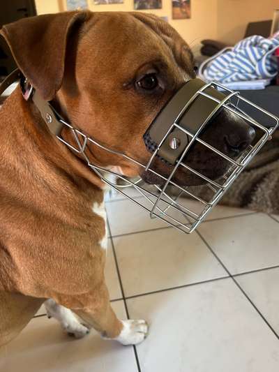 Wie sitzt mein Maulkorb / Maulkorb-Beratung-Beitrag-Bild