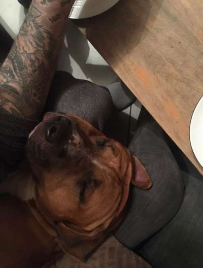 31. Handy - Fotochallenge
Vierbeiner mit am Tisch-Beitrag-Bild